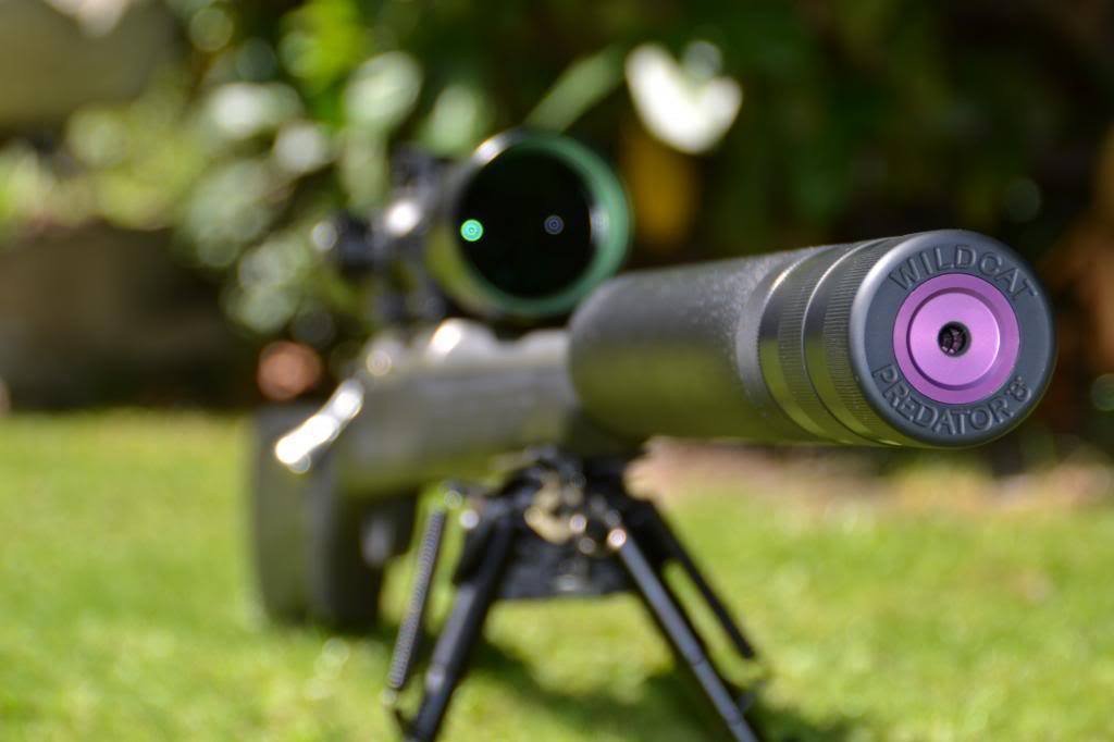 Wildcat Predator 8